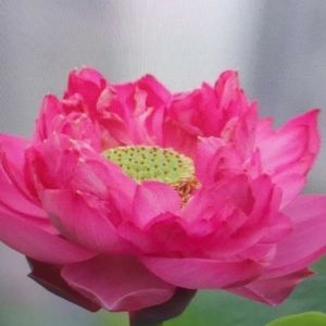 Meet your Posher, Wesley